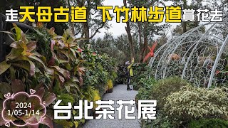 2024台北茶花展，30個品種的茶花同時盛開爭奇鬥艷，含苞吐香。從天母古道、下竹林步道前往花卉中心，遠離塵囂，適合忙碌的上班族。