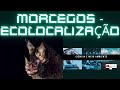 MORCEGOS -  ECOLOCALIZAÇÃO