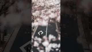 Sakura road - Behind the shot