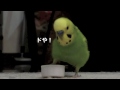 budgerigar s movie セキセイインコ　ペットボトルキャップで電車ごっこ