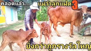 แม่วัวลูกแฝด3...คลอดแล้ว ท้อง4ครั้งใด้ลูก8ตัว#ยิ่งกว่าถูกรางวัลใหญ่