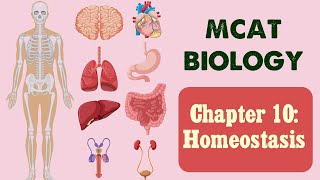 MCAT Biology: Chapter 10 - Homeostasis