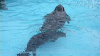 ゼニガタアザラシの親子（Harbor　Seal）１２（札幌円山動物園）