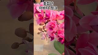 #헬로우가든마켓 #호접난 아바타 핑크