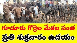 గూడూరు గొర్రెల మేకల మార్కెట్ 21 2 2025 Gudur sheep market Today #sheep #goat alikhankrk