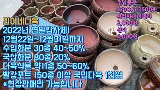 민이네다육 연말 감사제! 12월22일부터12월31일까지 10일동안! 수입화분 40~50%,빨강포트 국민다육 150종 보유! 1천원,파이어필라2천원,신디4천원/01068630625