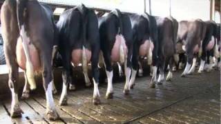 Xsires Fleckvieh x Holstein