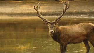 Up close with the stags of France's Boutissaint wildlife park • FRANCE 24 English