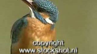 IJsvogel - European kingfisher - alcedo atthis #01