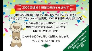 2024.12.8 インスタライブ ららぽーと店 お風呂2,000匹突破