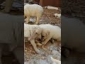 cutest puppies playing outdoor dog puppy doglover cuteanimals dogs puppies dogshorts