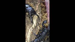 Dorcus titanus palawanicus vs Pandinus imperator