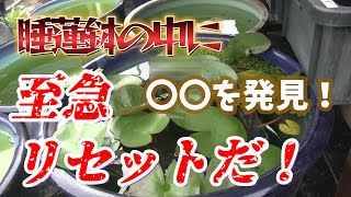 睡蓮鉢の中に〇〇が！すぐにリセットしました！あなたの屋外飼育は大丈夫ですか？