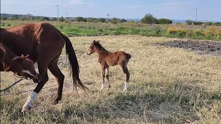 Nacio un Potrillo- Avance de las corraletas de puercos vlog 9