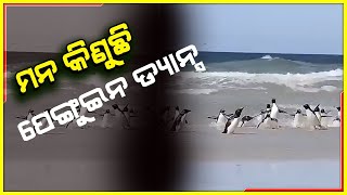 ମନ ଖୁସିରେ ଫୁଲଦମରେ ଧମାଲ ଡ୍ୟାନସ କରୁଛନ୍ତି ପେଙ୍ଗୁଇନ