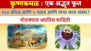 कृष्ण कमळाची माहिती | krishna kamal mahiti