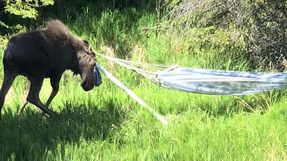 Hammock Has Moose Curious || ViralHog