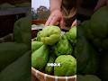 Processing Chayote Fruit #short #trending #shorts