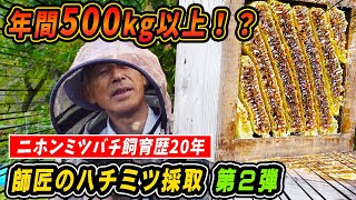 年間500Kg以上収穫！？ニホンミツバチ飼育歴20年、師匠のハチミツ採取【採蜜】