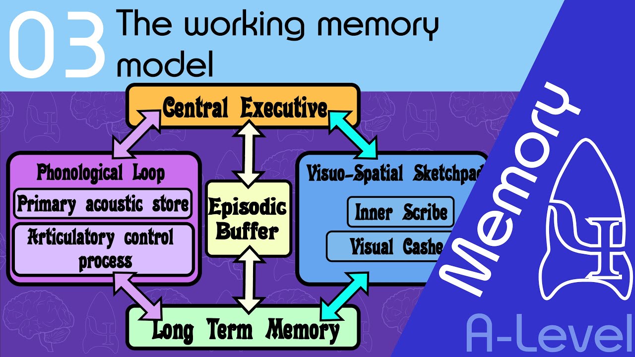 The Working Memory Model [AQA ALevel] - YouTube