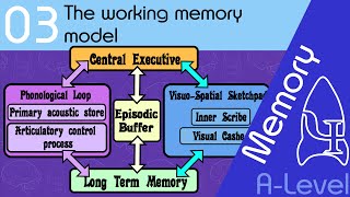 The working memory model [AQA ALevel]