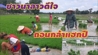 ชาวนารับจ้างถอนกล้าค่าแรงมัดเท่าไร?\u0026 ຄ່າແຮງຮັບຈ້າງຖອນກ້າຢູ່ບ້ານເຮົາ