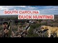 South Carolina Plantation Duck Hunt!  Wood Ducks Galore