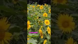 সূর্যমুখী ফুল ও মৌমাছি Sunflower flower and bee