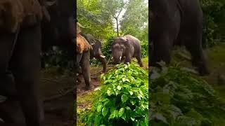 The power of kumki elephant 🐘 🔥