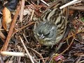 スズメに似た鳥　アオジのオス　black faced bunting（青鵐、蒿鵐、蒿雀、emberiza spodocephala）スズメ目ホオジロ科ホオジロ属　dscn7867