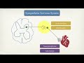 Autonomic Nervous System