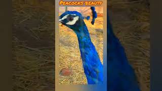 Peacock sound #peacockcall