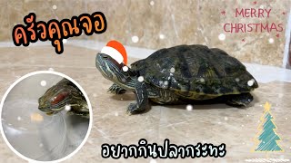 Turtle Story เต่าญี่ปุ่น | EP.62 🧑🏻‍🍳 อยากกินปลากระทะ 🥢