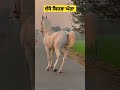 ਦੱਸੋ ਕਿਹੜਾ ਘੋੜਾ horse horseforsale horselover