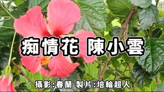 花蓮U_日常美景(痴情花_陳小雲)_20240505