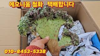 에오니움 철화  택배합니다 010 8453 5338