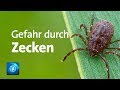 Wachsende Gefahr durch Zecken