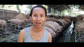 Memberikan induk babi makan dan minum setelah dikawinkan???? boleh tidak????  ria's farm Bali