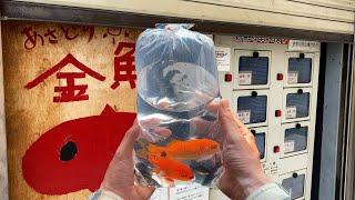 Goldfish Vending Machine in Japan