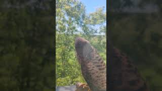 Удивительная встреча. Пустельга. Amazing bird.Kestrel.#birds #wildbirds #Пустельга#kestrel #amazing