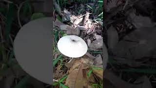 Bolong ni Muikhumu sati 🍄