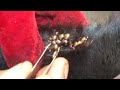 How to remove ticks form dog || Tick removal from dog #k45