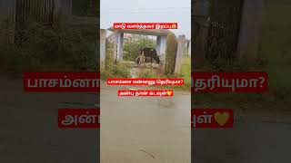 மாடு வளர்த்தவர் இறப்பு. #பாசம் #cow #கோ #சாவு #அன்பு #love #அழகு # #tamil #trending #ஃபீல் #feel