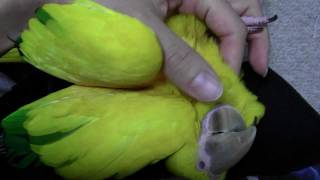 ニョオウインコ「うらん」＿うっとり（４）