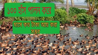 ১০০ হাঁস পালন করে মাসে কত টাকা আয় করা সম্ভব।duck farming