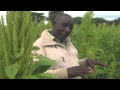 Improving Seed Production for African Indigenous Vegetable Farmers