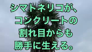 シマトネリコが、コンクリートの割れ目からも勝手に生える。