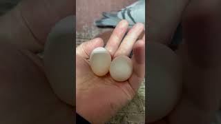 十岁母鸽子下的超级巨大的蛋。Super giant eggs laid by 10-year-old female pigeons #shorts