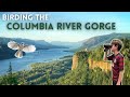 Birding the Columbia River Gorge