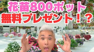 詳しくは動画を見てください！すごいです！！ペチュニア ビューティカルなど800ポットを無料でプレゼントですって！